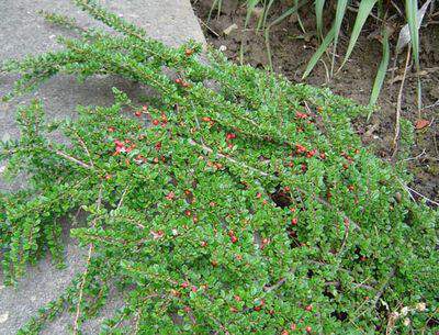 Cotoneaster rampant - COTONEASTER horizontalis - Arbuste