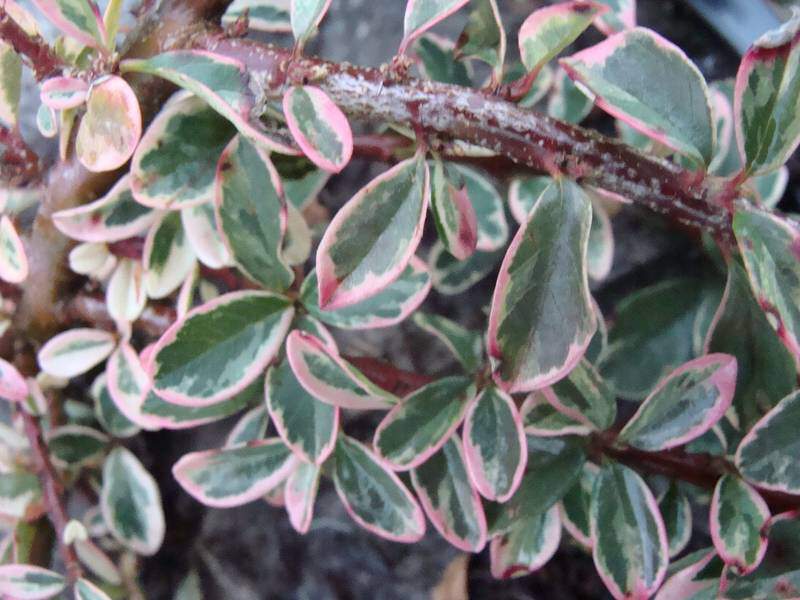 Cotoneaster rampant panaché - COTONEASTER suecicus 'Juliette' - Arbuste