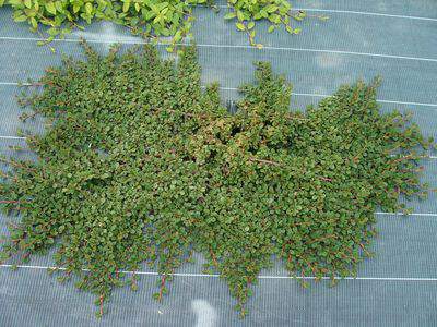 Cotoneaster rampant - COTONEASTER dammeri Streib's Findling - Arbuste