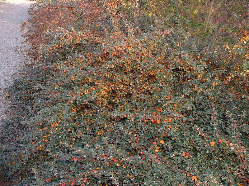 Cooneaster rampant - COTONEASTER microphyllus - Arbuste