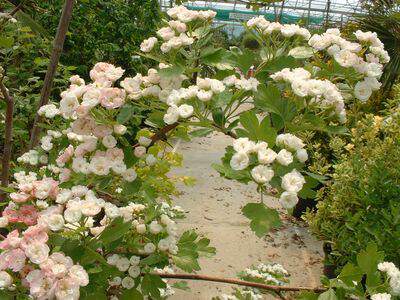 Aubépine blanche - CRATAEGUS monogyna 'Stricta' - Petit arbre