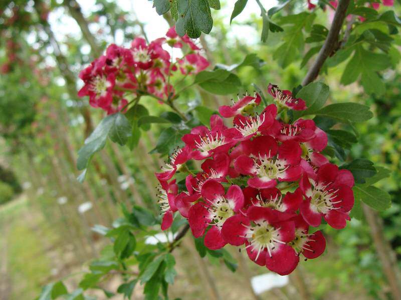 Aubépine rouge et blanche - CRATAEGUS laevigata 'Crimson Cloud' - Petit arbre