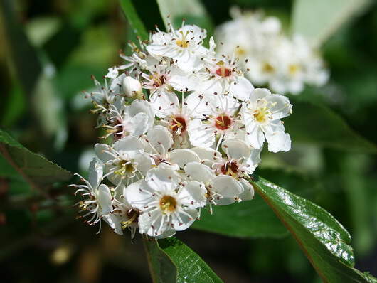 Aubépine - CRATAEGUS lavallei 'Carrierei' - Petit arbre