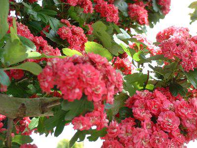 Aubépine rouge - CRATAEGUS laevigata 'Paul Scarlet' - Petit arbre