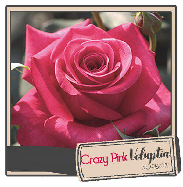 Rosier paysager - Rosier 'Crazy Pink Voluptia®' - Rosier