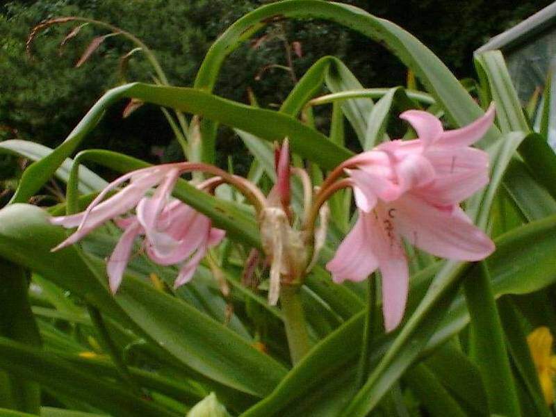 Crinum powelli