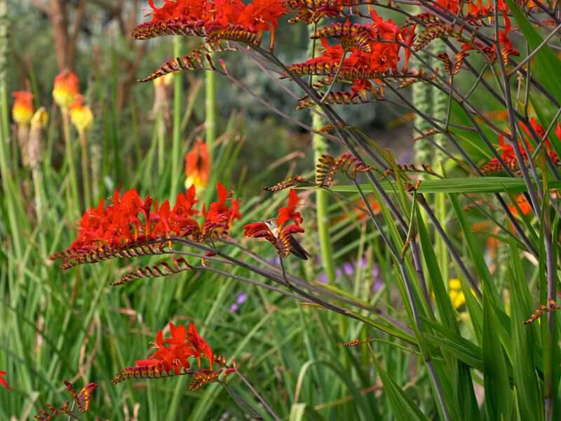 Montbrétia - CROCOSMIA 'Georges Davidson' - Vivace