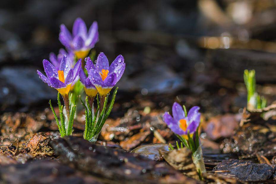 crocus