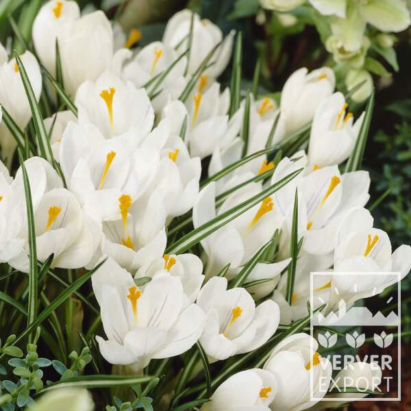 Crocus - CROCUS Grandiflora 'Jeanne d'Arc' - Bulbe