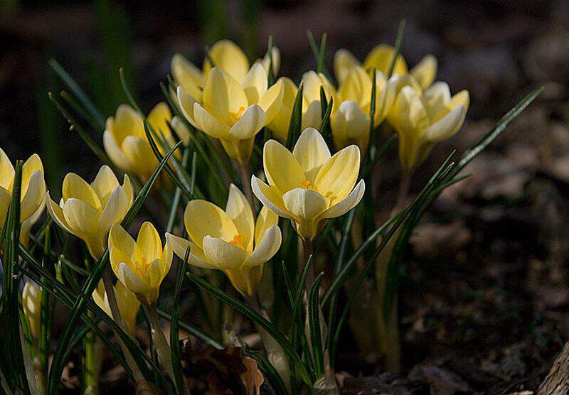 Crocus - CROCUS 'Yellow mammoth' - Bulbe