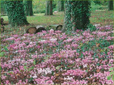 Cyclamen de Naples - CYCLAMEN hederifolium - Bulbe