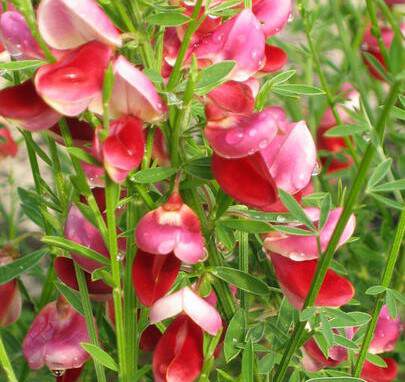 Genêt à balai - CYTISUS scoparius 'Burkwoodii' - Arbuste