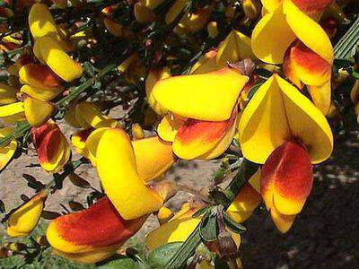 Genêt à balai - CYTISUS scoparius 'Andreanus' - Arbuste