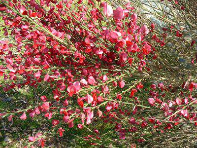 Genêt - CYTISUS scoparius 'Boskoop ruby' - Arbuste