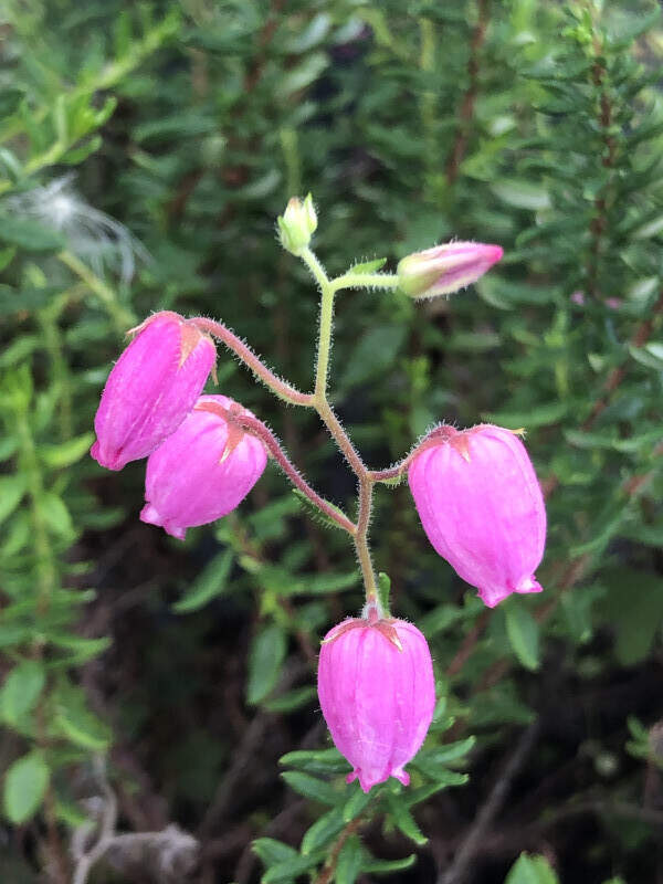 Bruyère d'Irlande - DABOECIA cantabrica 'Rubra' - Arbuste