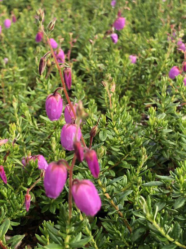 Bruyère d'Irlande - DABOECIA cantabrica 'Globosa pink' - Arbuste