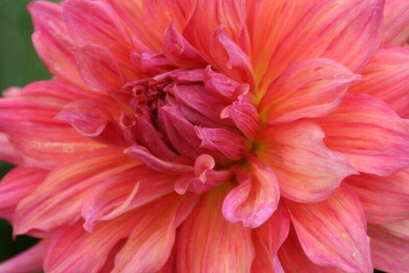 Dahlia - DAHLIA décoratif géant Belle of Barmera - Bulbe