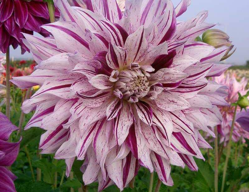 Dahlia - DAHLIA décoratif géant Bristol panaché - Bulbe