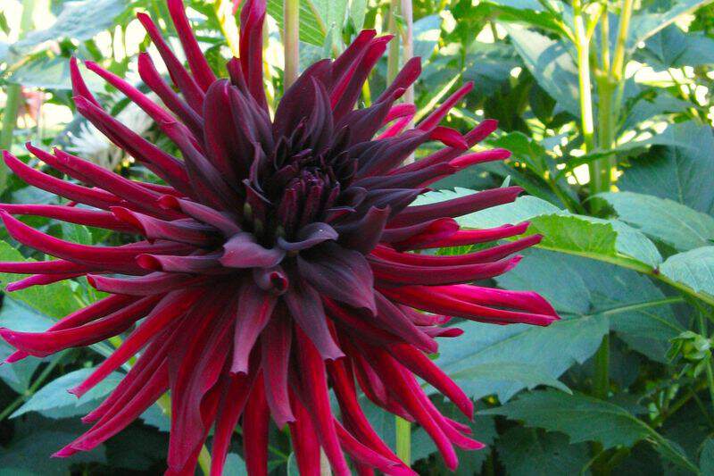 Dahlia cactus - DAHLIA cactus 'chat noir' - Bulbe