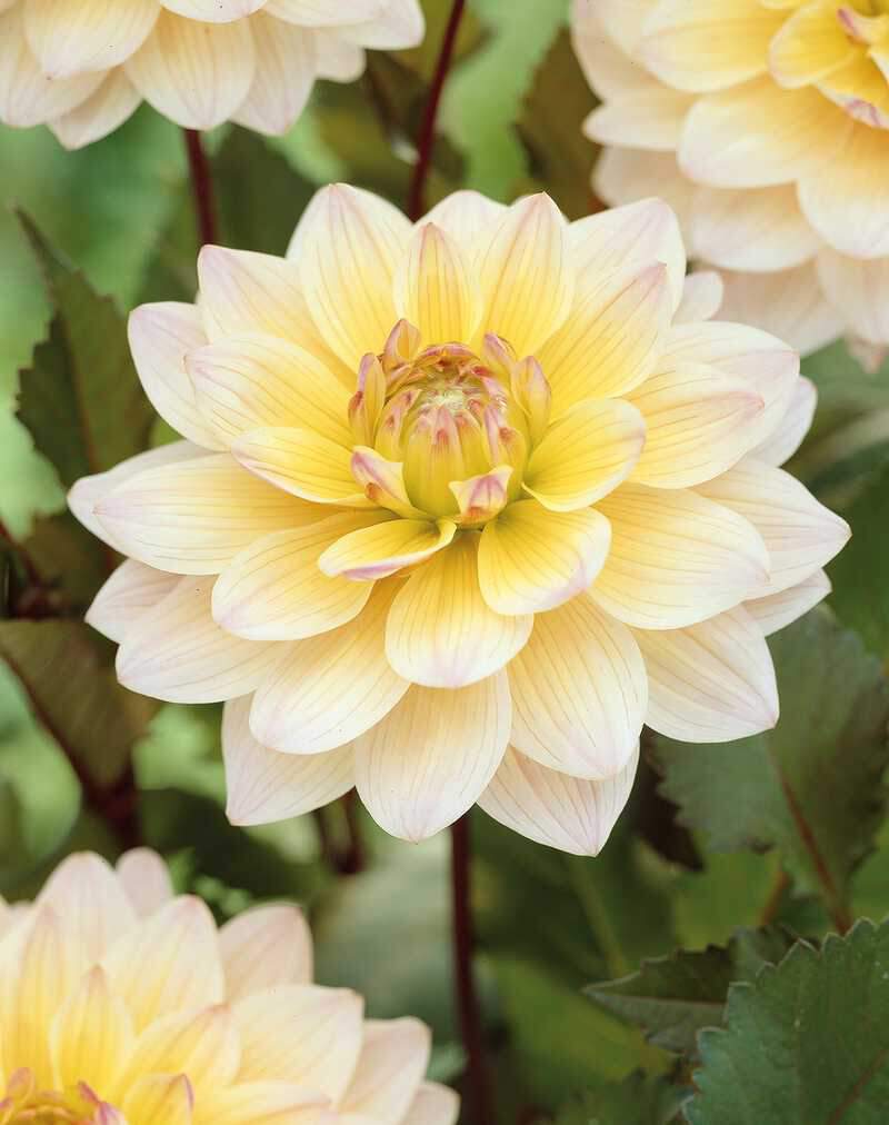 Dahlia décoratif - DAHLIA décoratif seattle - Bulbe
