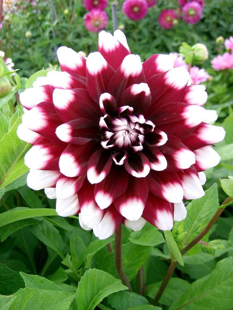 Dahlia décoratif - DAHLIA décoratif Duet - Bulbe