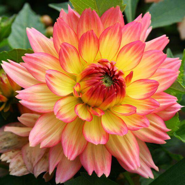 Dahlia - DAHLIA décoratif extase - Bulbe