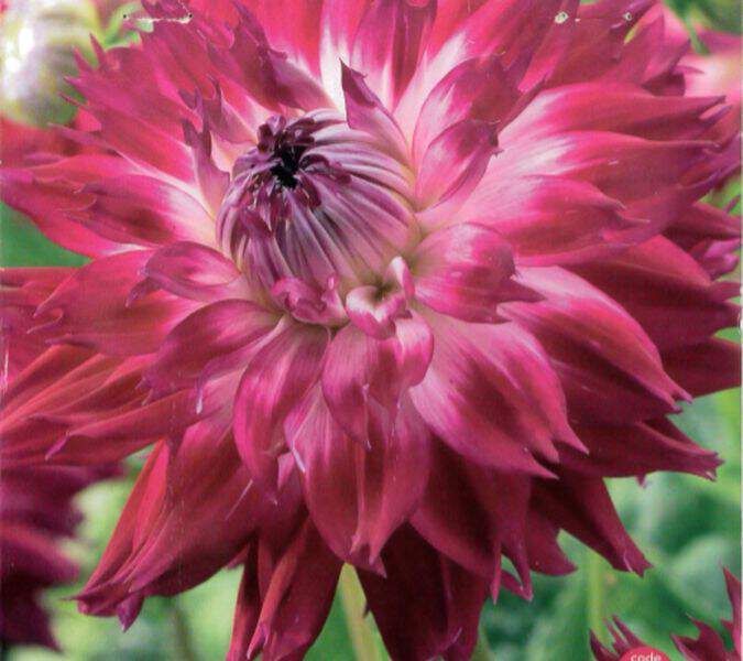Dahlia décoratif - DAHLIA décoratif fantaste du cap - Bulbe