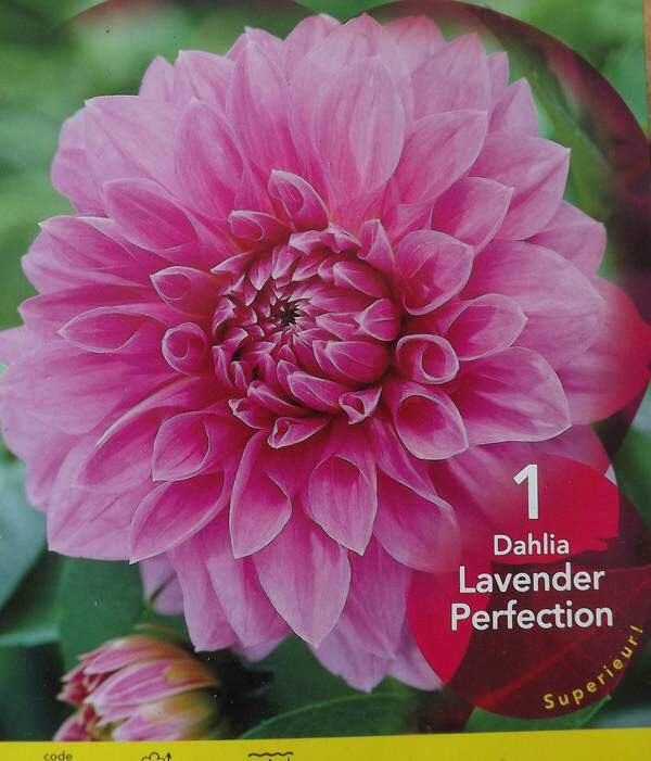 Dahlia - DAHLIA décoratif géant Lavender perfection - Bulbe