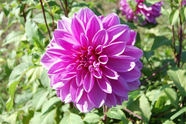 Dahlia - DAHLIA décoratif géant Lilac Time - Bulbe