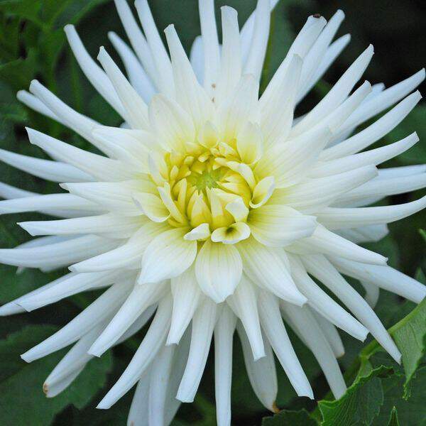 Dahlia cactus - DAHLIA cactus 'my love' - Bulbe