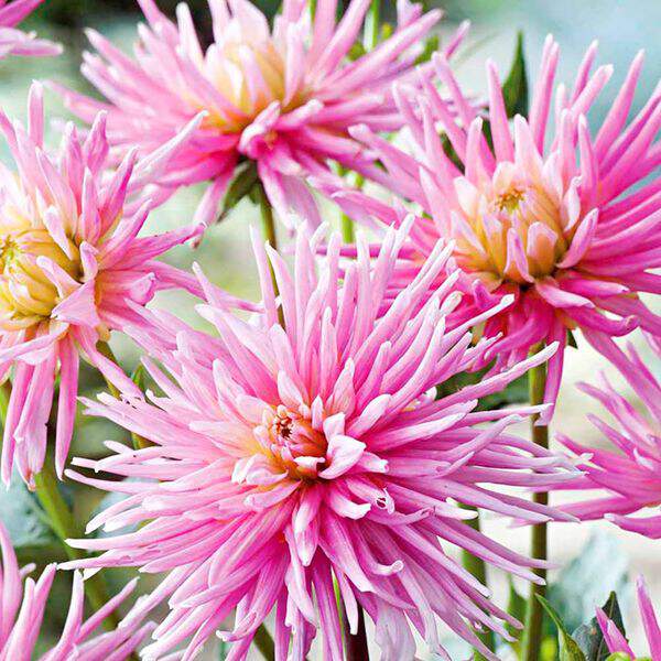 Dahlia cactus - DAHLIA cactus 'park princess' - Bulbe