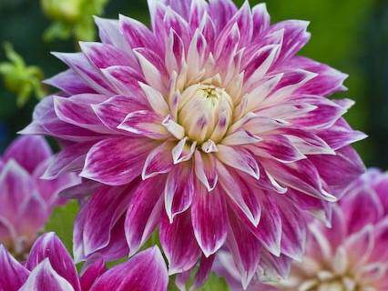 Dahlia - DAHLIA décoratif Purple pearl - Bulbe