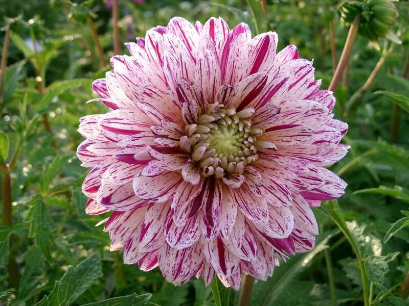 Dahlia décoratif - DAHLIA décoratif Smokey - Bulbe