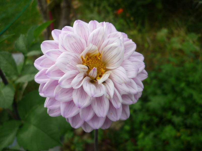Dahlia nain - DAHLIA pompon Sunny Girl - Bulbe