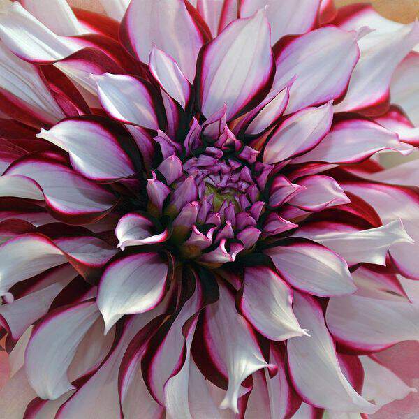 Dahlia décoratif - DAHLIA décoratif tartan - Bulbe