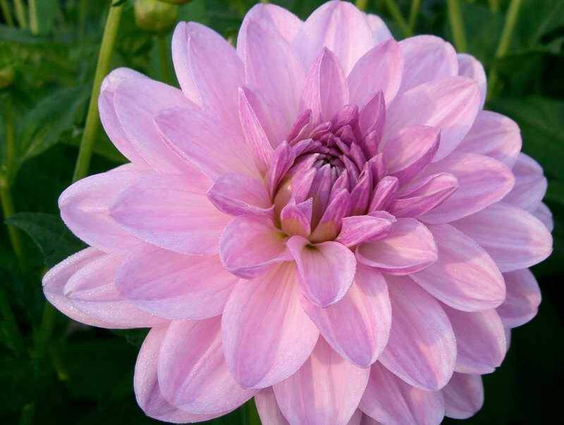 DAHLIA décoratif Valentino Dahlia décoratif - Bulbe