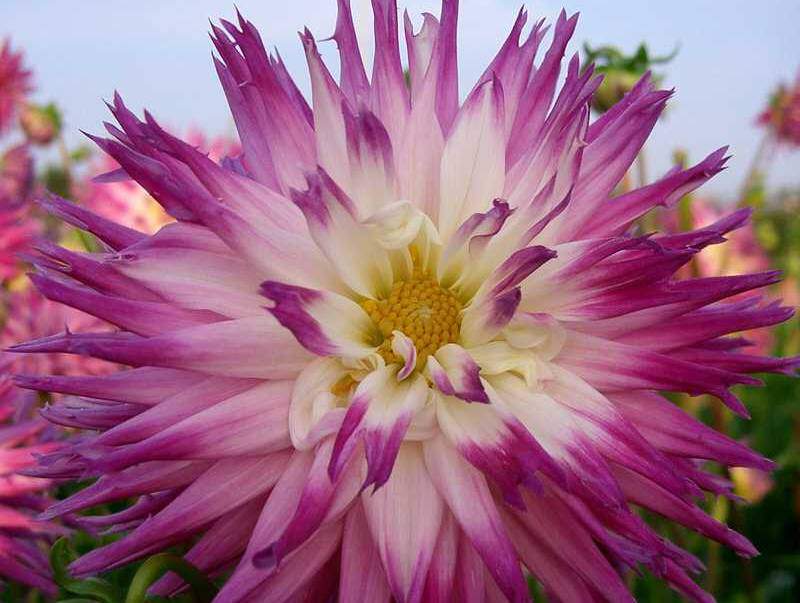 Dahlia cactus - DAHLIA cactus dentelle split Veritable - Bulbe