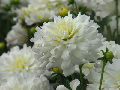 Dahlia - DAHLIA décoratif géant White Perfection - Bulbe