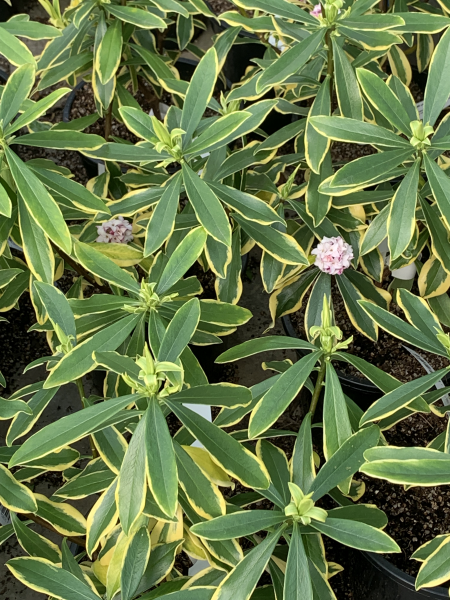 Daphnée odorante - DAPHNE Odora 'Marianni'® - Arbuste