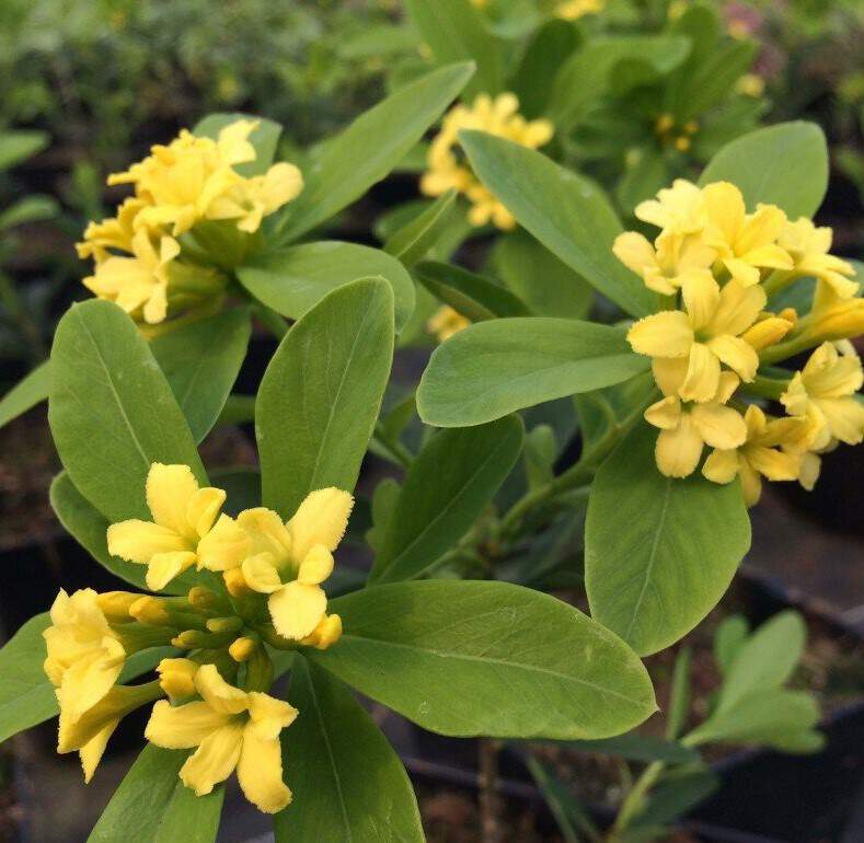 Bois joli - DAPHNE gemmata 'Royal crown' - Arbuste