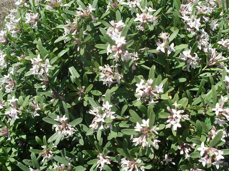 Daphnée odorante - DAPHNE transatlantica 'Eternal Fragrance' - Arbuste