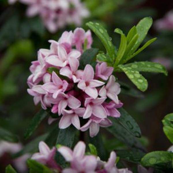 Daphnée odorante - DAPHNE transatlantica 'Pink fragrance' - Arbuste