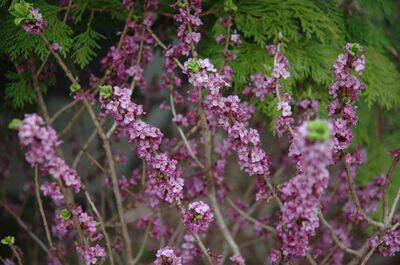 daphne-mezereum