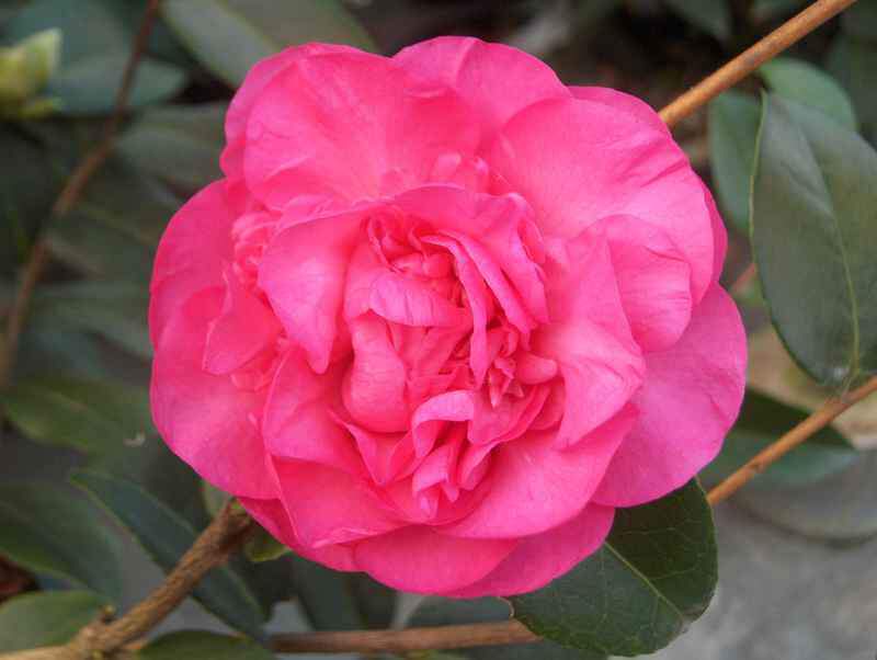 CAMELLIA 'debbie'