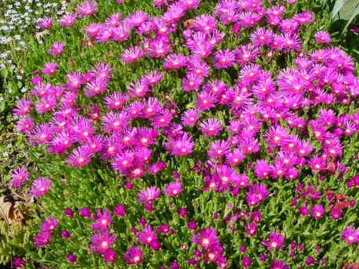 DELOSPERMA cooperi ext