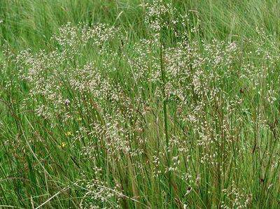 Canche cespiteuse - DESCHAMPSIA flexuosa - Graminées