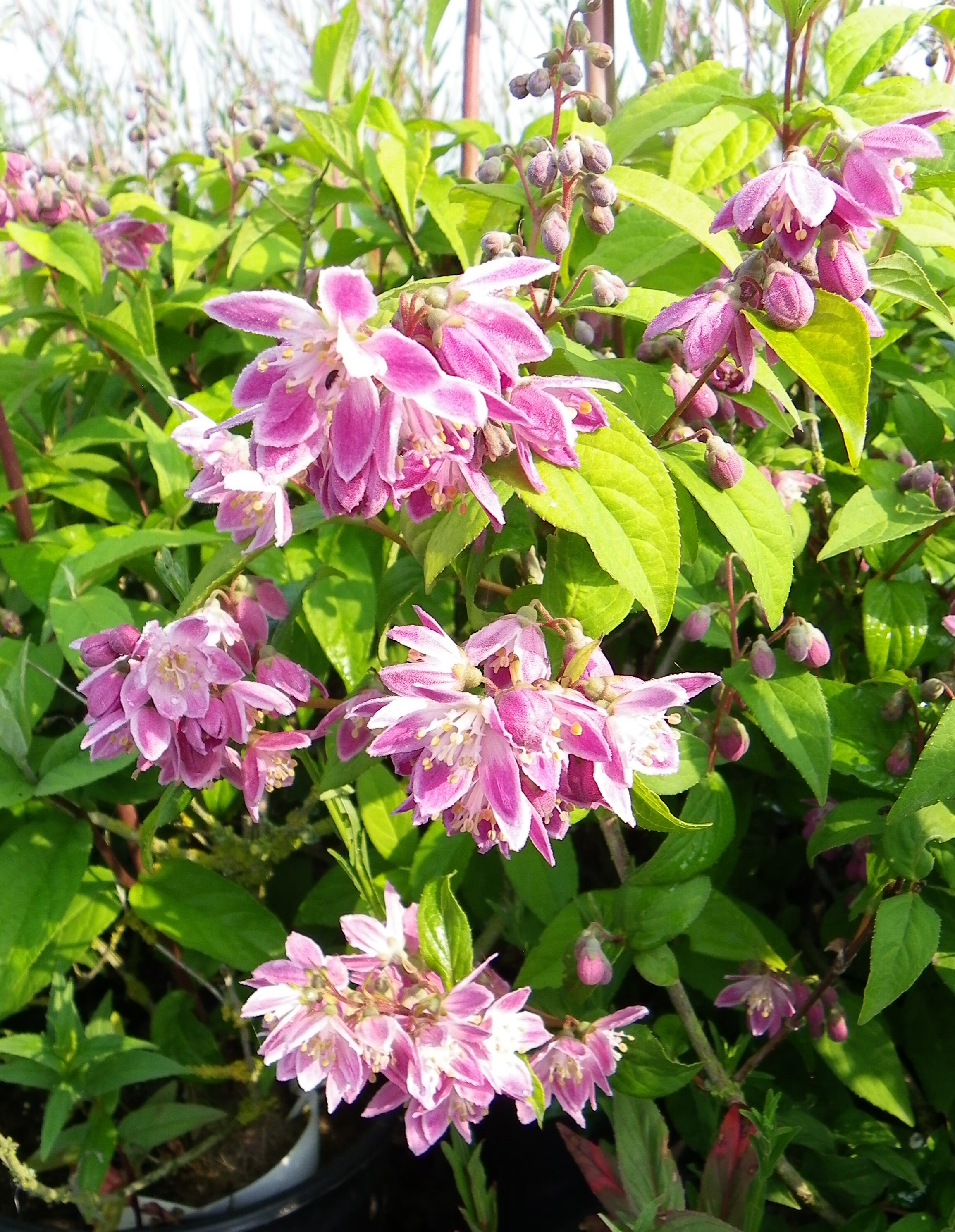 Deutzia - DEUTZIA 'Perle rose' - Arbuste
