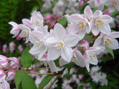 Deutzia rose - DEUTZIA rosea 'Carminea' - Arbuste