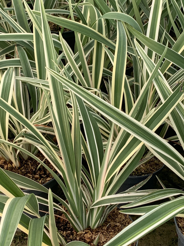Lys de Tasmanie - DIANELLA tasmanica 'Variegata' - Vivace