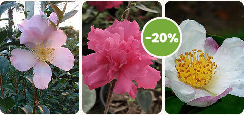 diapo-25-09-promotions-mobile